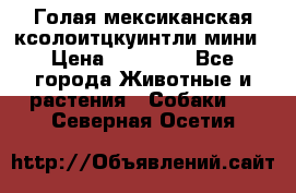 Голая мексиканская ксолоитцкуинтли мини › Цена ­ 20 000 - Все города Животные и растения » Собаки   . Северная Осетия